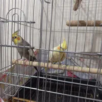 عروس هلندی