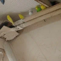 طوطی برزیلی مرغ عشق مولد باتخم وجوجه معاوضه باهرچی|پرنده|کرج, فاز ۵ مهرشهر|دیوار