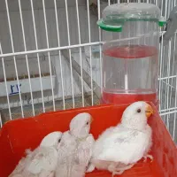 جوجه سرلاکی عروس و کوتوله برزیلی|پرنده|لامرد, |دیوار