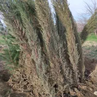 سرو شیرازی و کاج تهران و کاج کامیس