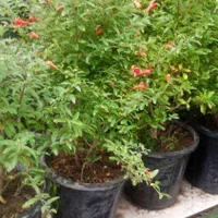 باغبانی و سمپاشی هرس کردن ازبین بردن علفهای هرز|خدمات باغبانی و درختکاری|کرمان, |دیوار