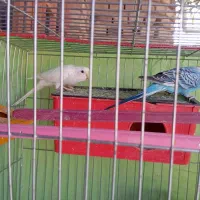 مرغ عشق نزدیک تخم