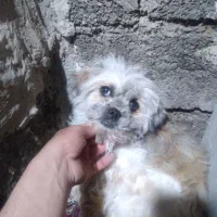 سگ پاکوتاه شیتزو