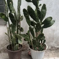 کاکتوس