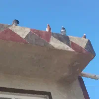 کفتر