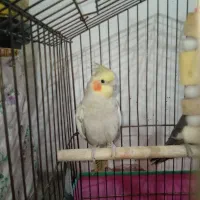 عروس و مرغ عشق