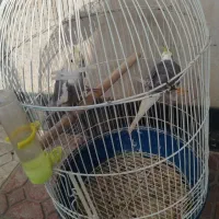 عروس هلندی بخوان