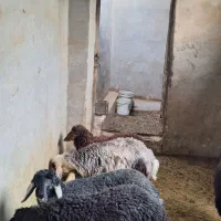 بره
