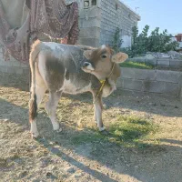 گوساله نه ماهه