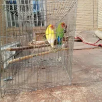 طوطی کوتوله برزیلی روی جوجه