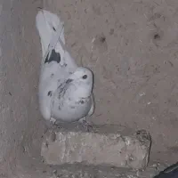 کفتر سرور هفترنگ سوزنی|پرنده|چناران, |دیوار