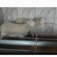 بره نر رومن