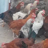 خروس چاق چاق