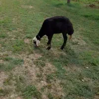 گوسفند میش قوچ بره ماده پلنگی