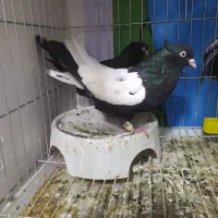 سینه‌ای نوک سفید و طوقی