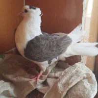 پرنده|پرنده|اهواز, دغاغله|دیوار