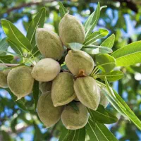 عرضه عمده و خرده انواع نهالها