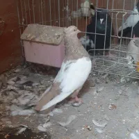 کبوتر ماده سینه ای|پرنده|اهواز, ۳۰ متری|دیوار