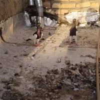 نرماده یهودی|پرنده|کرمان, |دیوار
