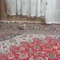 عروس هلندی|پرنده|شیراز, شیخ علی چوپان|دیوار