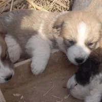 چهارتا توله سگ|سگ|تربت جام, میان جام|دیوار