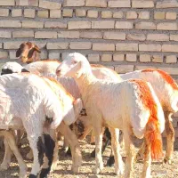 میش 10 راس کاور بره خوشکل و خاص