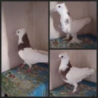 کفتر طوقی