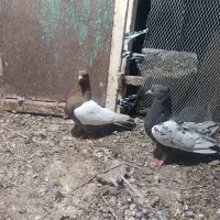 کفتر 6تمن|پرنده|داراب, |دیوار