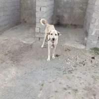 ماده پژدر اصل 27ماه