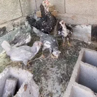 جوجه و مرغ