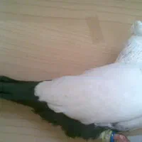کبوتر دم چتری بلژیکی دم سیا|پرنده|رشت, سیا اسطلخ|دیوار
