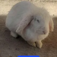 خرگوش لپ آبستن