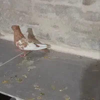 کفتر ماده سینه زرد