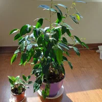 یک عدد بنجامین و یک عدد نهال زاموفیلیا|گل و گیاه طبیعی|تهران, کوی بیمه|دیوار