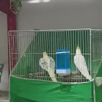 عروس هلندی نر دوکت زعفرانی بالغ|پرنده|کلاله, |دیوار