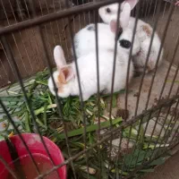 نداشتن جا|موش و خرگوش|سمنان, |دیوار