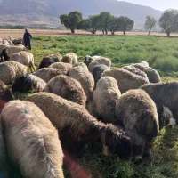 میش داشتی|حیوانات مزرعه|بلداجی, |دیوار