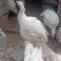 نیمچە بوقلمون بیوتی 6