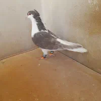 کفتر پشتی ساده کاکلی سار فری سوسکی|پرنده|مشهد, قائم|دیوار