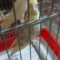 عروس هلندی جفت|پرنده|تهران, حکیمیه|دیوار