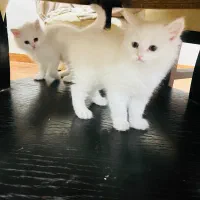 فروش بچه گربه پرشین دوماهه|گربه|بندر گناوه, |دیوار