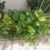 گل طبیعی، گلخونه|گل و گیاه طبیعی|مشهد, کوه سنگی|دیوار