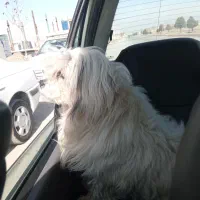 سگ شیتوز واشپیز