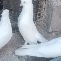 سه تا سفید و کله‌ی