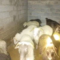 15راس بر نره تالشی به فروش می رسد