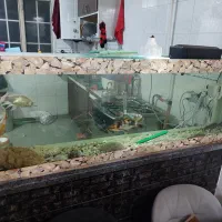 اکواریوم دوازده میل با پل دو طرفه با تمام لوازم