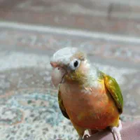 طو‌طی‌گرینچیک