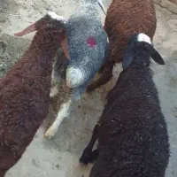 بره نره داشتی باب پروار قیمت مفت بزغاله
