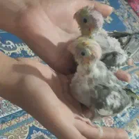 جوجه عروس هلندی