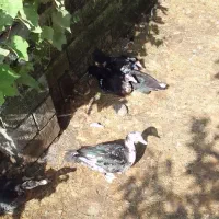 اردک اسرائیلی بالغ ۲۱ عدد|حیوانات مزرعه|چوبر, |دیوار